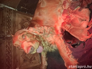 Angol Cocker spániel - kép 3