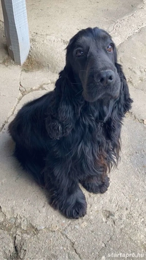 Angol Cocker spániel - kép 4