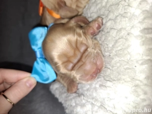 Angol Cocker spániel - kép 2