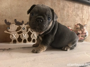 Blue and tan minőségi francia bulldog kiskutyák  - kép 2