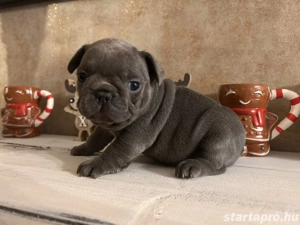 Blue and tan minőségi francia bulldog kiskutyák  - kép 4