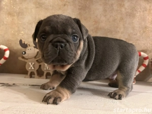 Blue and tan minőségi francia bulldog kiskutyák  - kép 3