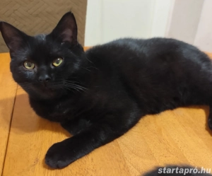 Brit kandúr eladó - kép 3