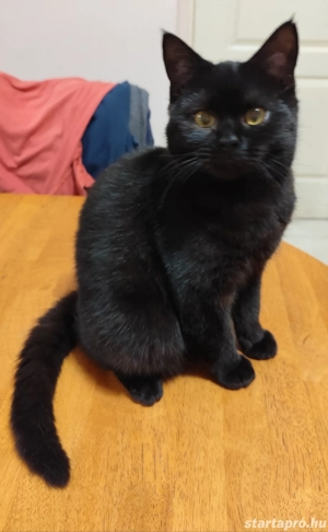 Brit kandúr eladó - kép 2