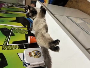 Ragdoll cicák előjegyezhetőek