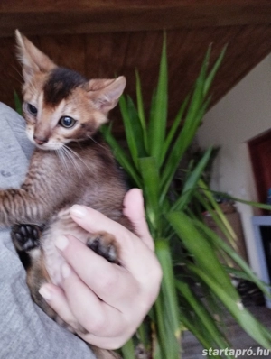 Beng li abesszin kiscica - kép 2