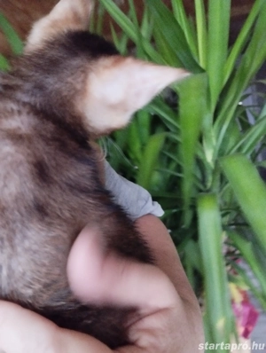 Beng li abesszin kiscica - kép 3