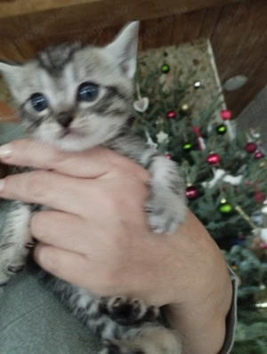 Brit babucik  - kép 5