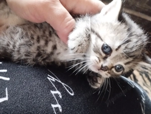 Brit babucik  - kép 3