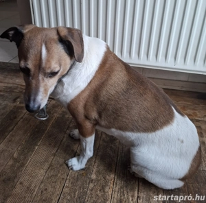 Mylo kutyus gazdit keres! - kép 2