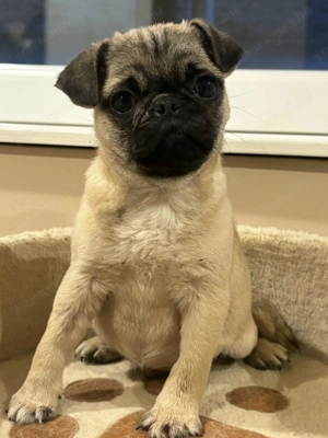 Mopsz kan kiskutyák