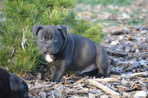 American bully kiskutyák Abkc  - kép 5