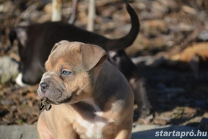 American bully kiskutyák Abkc  - kép 2