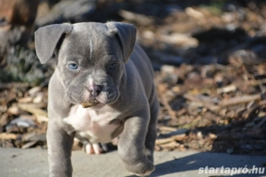 American bully kiskutyák Abkc  - kép 3
