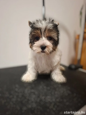 Eladó Biewer Yorki fiúk - kép 2