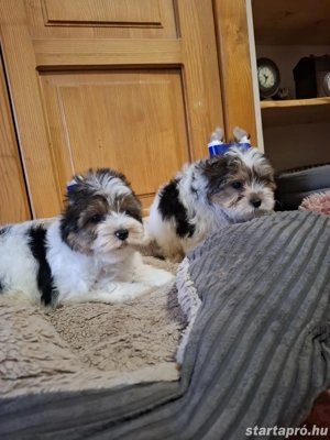 Eladó Biewer Yorki fiúk - kép 3
