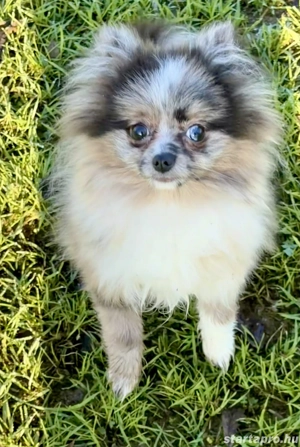 Mini méretű pomerániai törpe spitz - kép 4