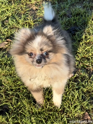 Mini méretű pomerániai törpe spitz - kép 2
