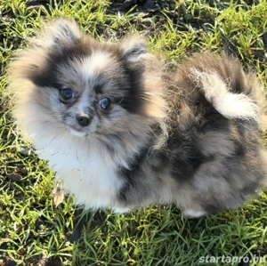 Mini méretű pomerániai törpe spitz - kép 3