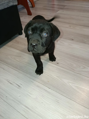 Cane Corso kutyák eladók 