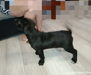Cane Corso kutyák eladók  - kép 2