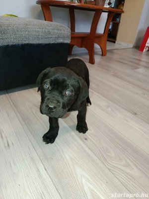 Cane Corso kutyák eladók  - kép 4