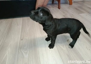 Cane Corso kutyák eladók  - kép 3