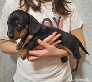 Fekete cser törpetacskó - kép 2