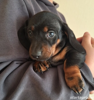 Fekete cser törpetacskók - kép 2