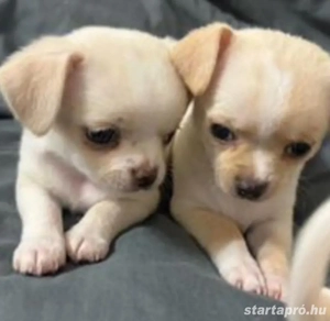 Mini csivava kiskutyák  - kép 2