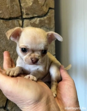 Mini csivava kiskutyák 