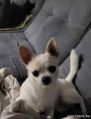 Mini csivava kiskutyák  - kép 4