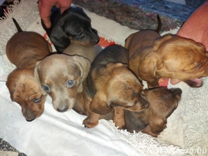 Eladó tacskó - kép 3