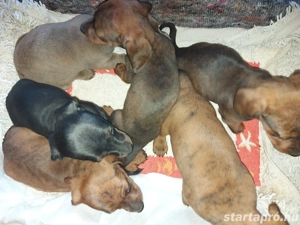 Eladó tacskó - kép 2