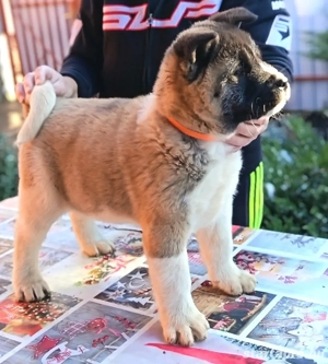 Amerikai Akita szuka kölykök. - kép 3