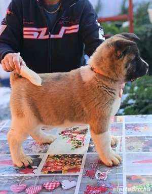 Amerikai Akita szuka kölykök. - kép 5