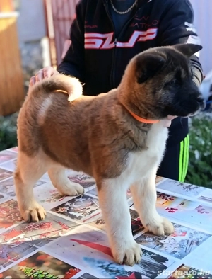 Amerikai Akita szuka kölykök. - kép 4