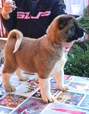 Amerikai Akita szuka kölykök. - kép 6