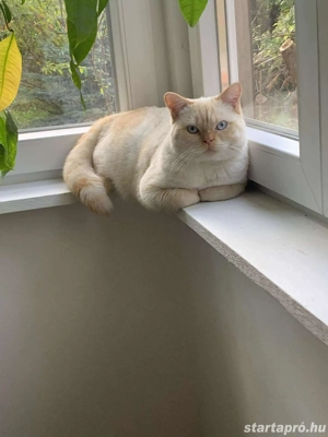 Brit rövid szörű fajtiszta kandúr fedez