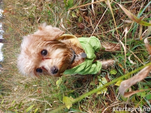 Cavapoo 2 éves szuka eladó  - kép 3
