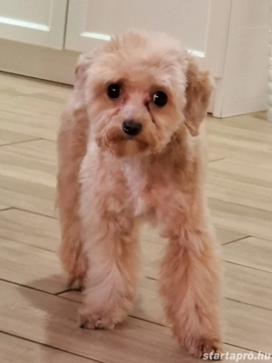 Cavapoo 2 éves szuka eladó 