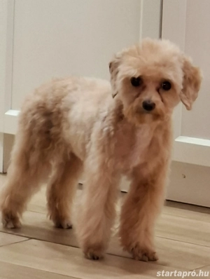 Cavapoo 2 éves szuka eladó  - kép 2