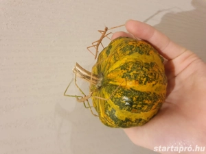 Eladó Nőstény Botsáskák - kép 3