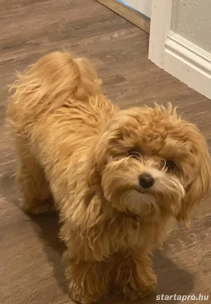 Maltipoo Törpe uszk r Havanese kiskutyák  - kép 4