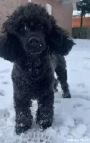 Maltipoo Törpe uszk r Havanese kiskutyák  - kép 3