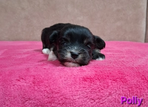 Bichon havanese törzskönyvezhető kiskutyák - kép 2