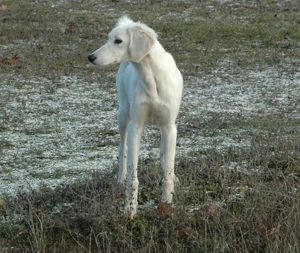Saluki Perzsa agár