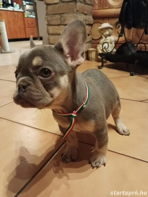 Eladó Lilac and Tan Francia Bulldog kölykök - kép 2