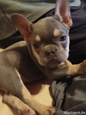 Eladó Lilac and Tan Francia Bulldog kölykök - kép 3