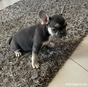 Francia bulldog kiskutyák - kép 2